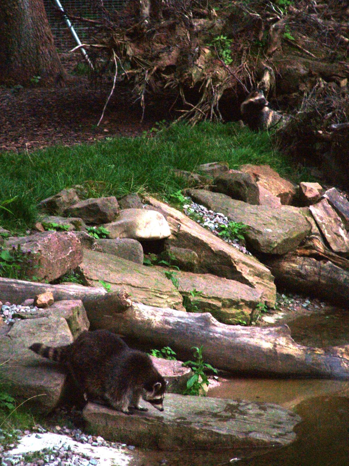 Raccoon and Raccoon Dog at Wildpark Pforzheim, 02/09/10