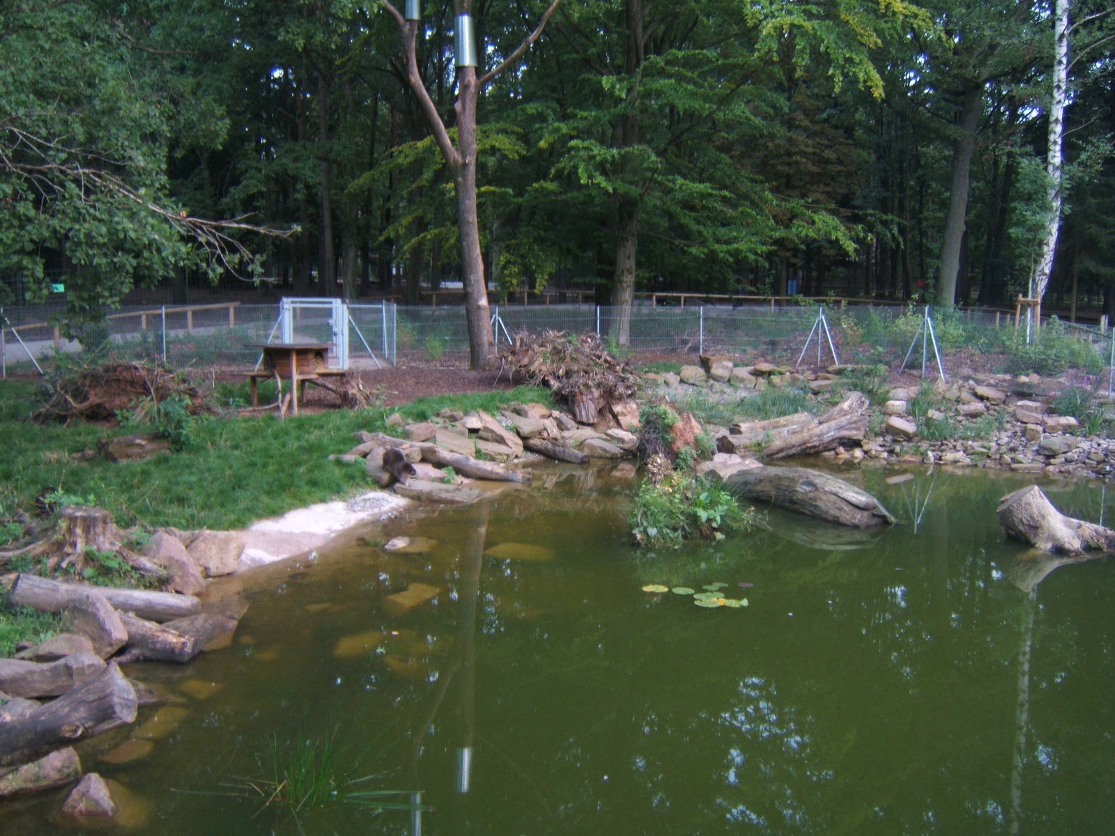 Raccoon and Raccoon Dog enclosure