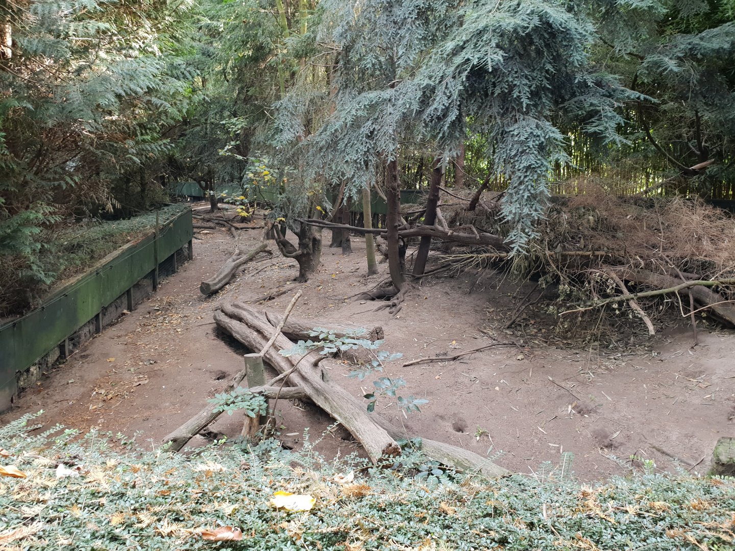 Raccoon and Raccoon dog-enclosure