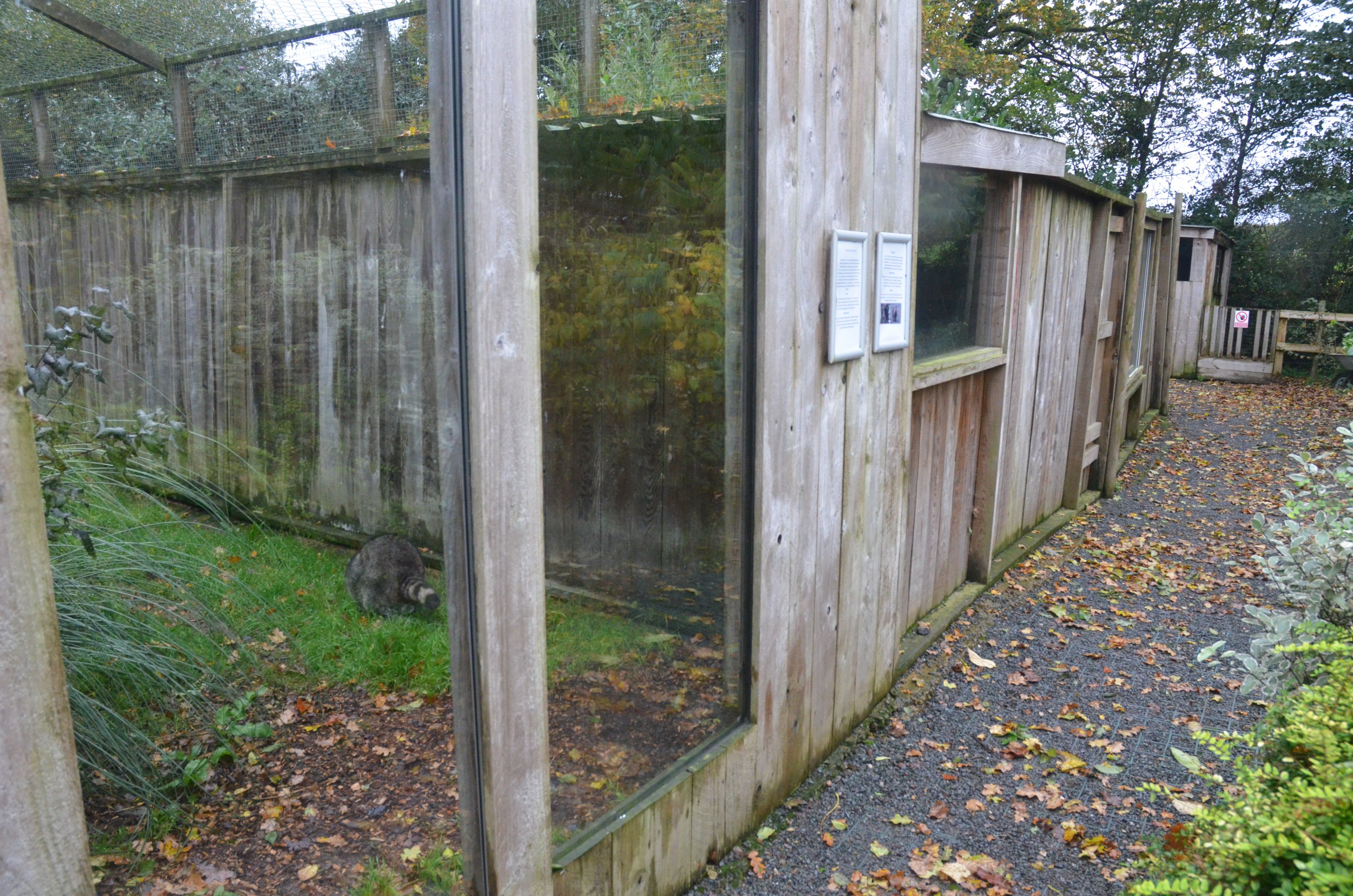 Raccoon and Raccoon Dog Enclosures at Axe Valley, 02/11/19