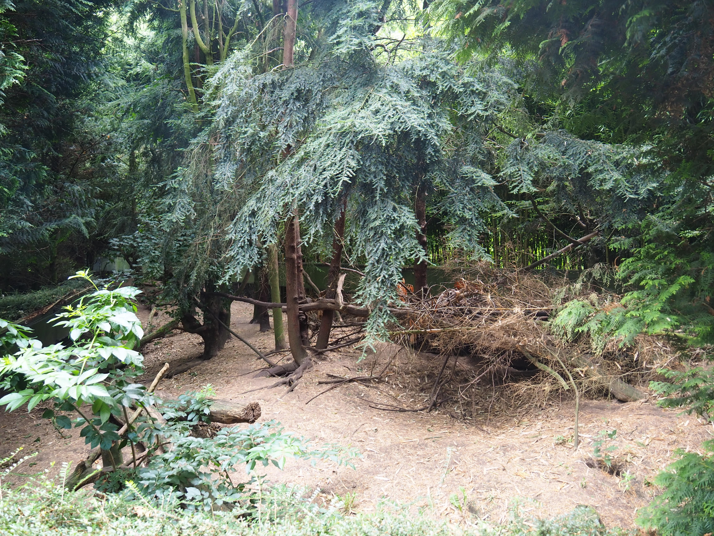 Raccoon and raccoon dog exhibit, 2019-08-11