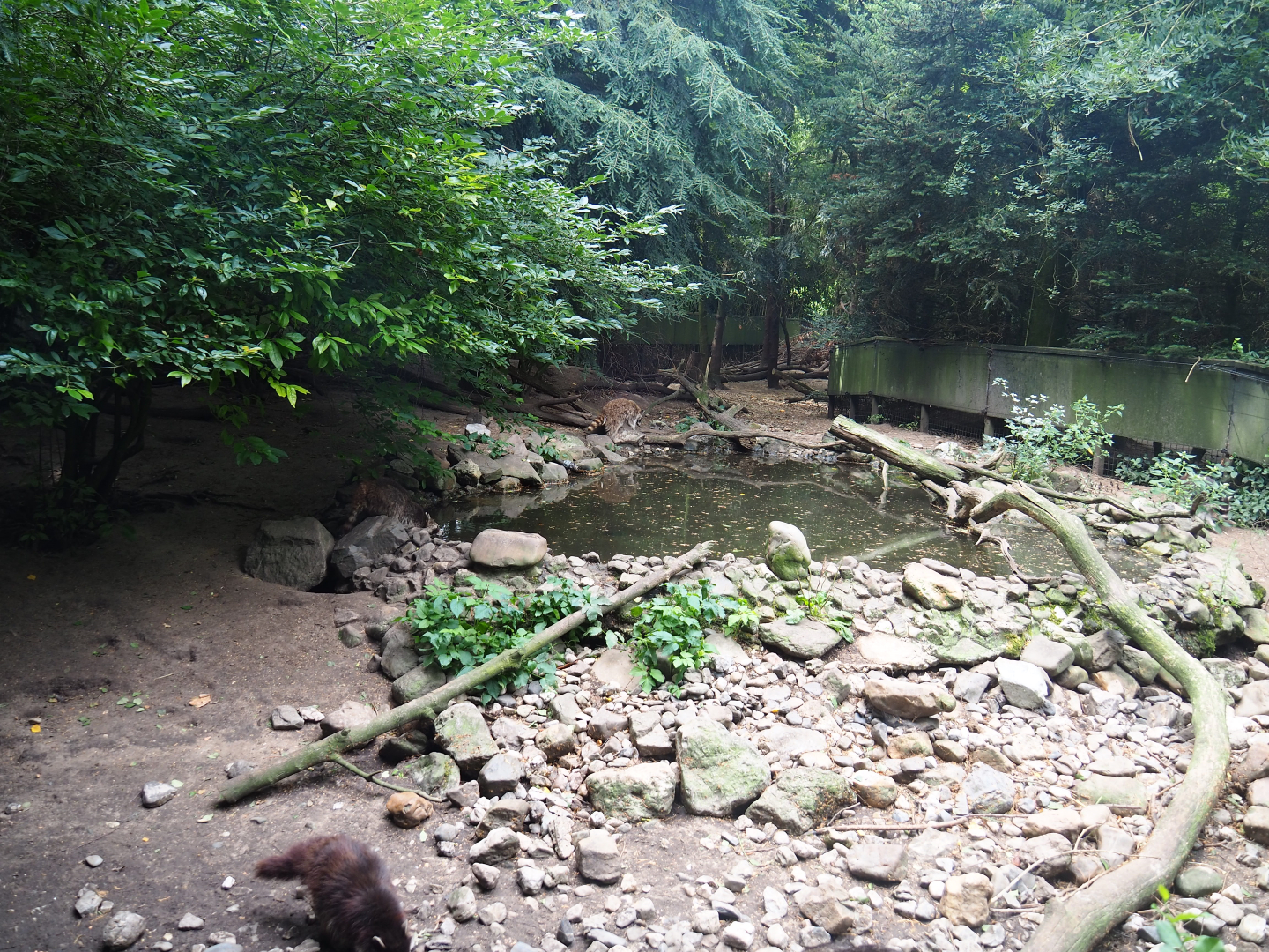 Raccoon and raccoon dog exhibit, 2019-08-11