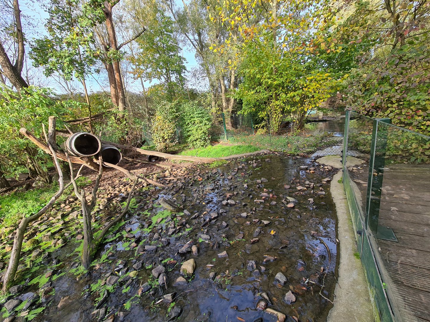 Raccoon and skunk enclosure - River area