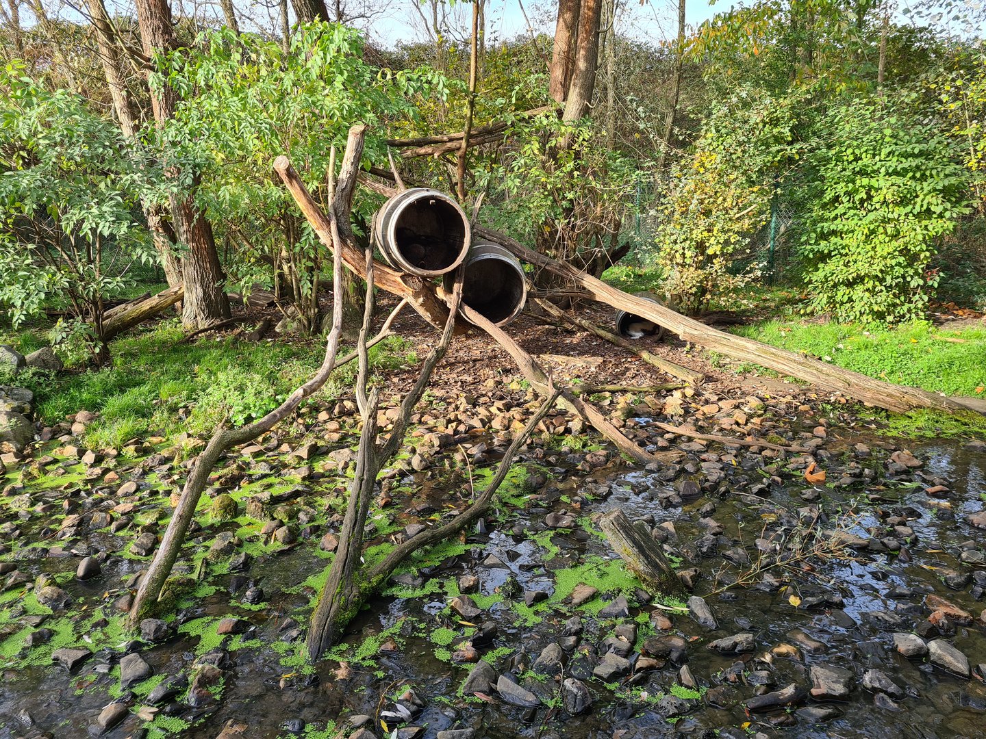 Raccoon and skunk enclosure - Sleeping barrels