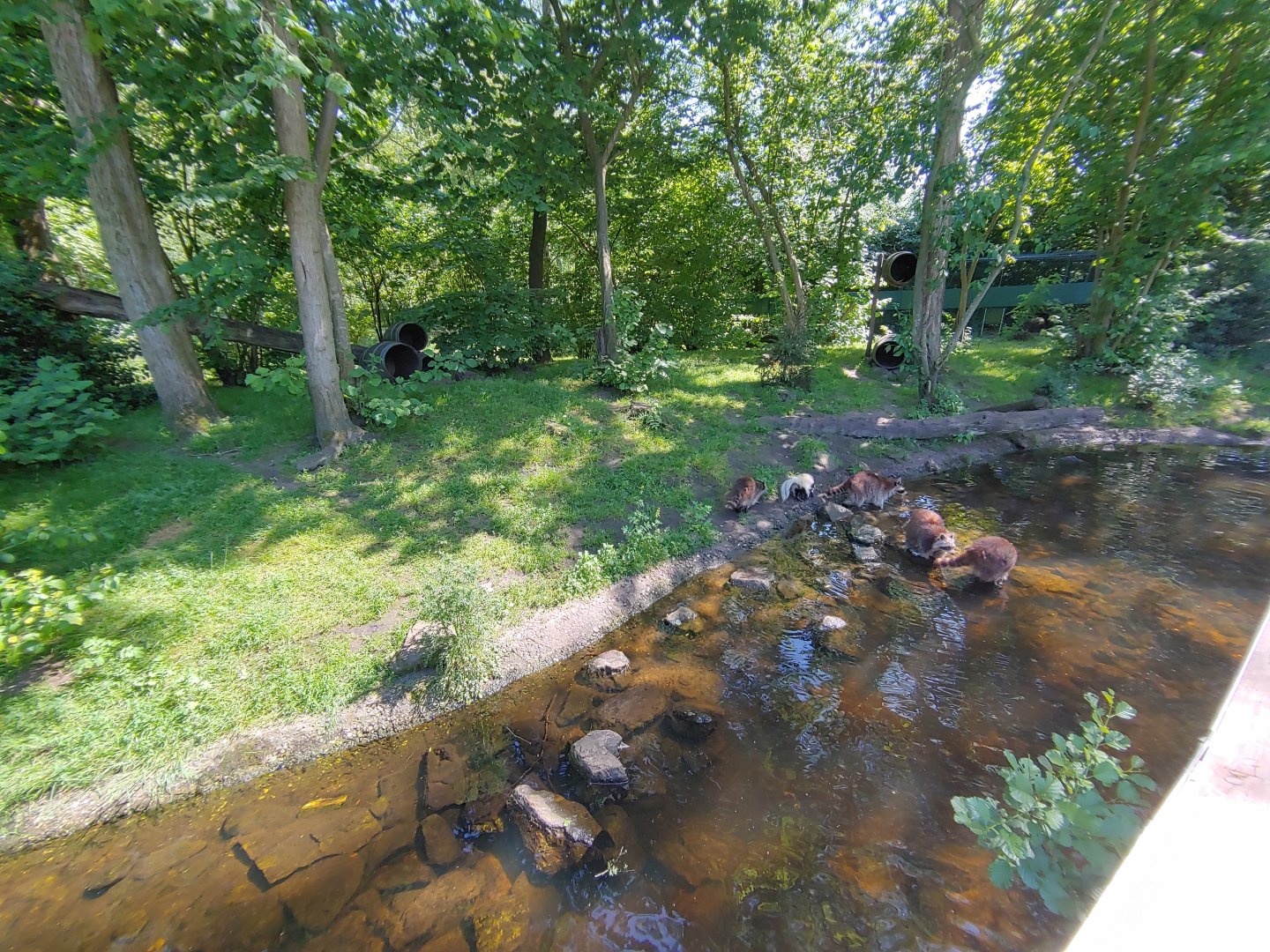 Raccoon and skunk enclosure