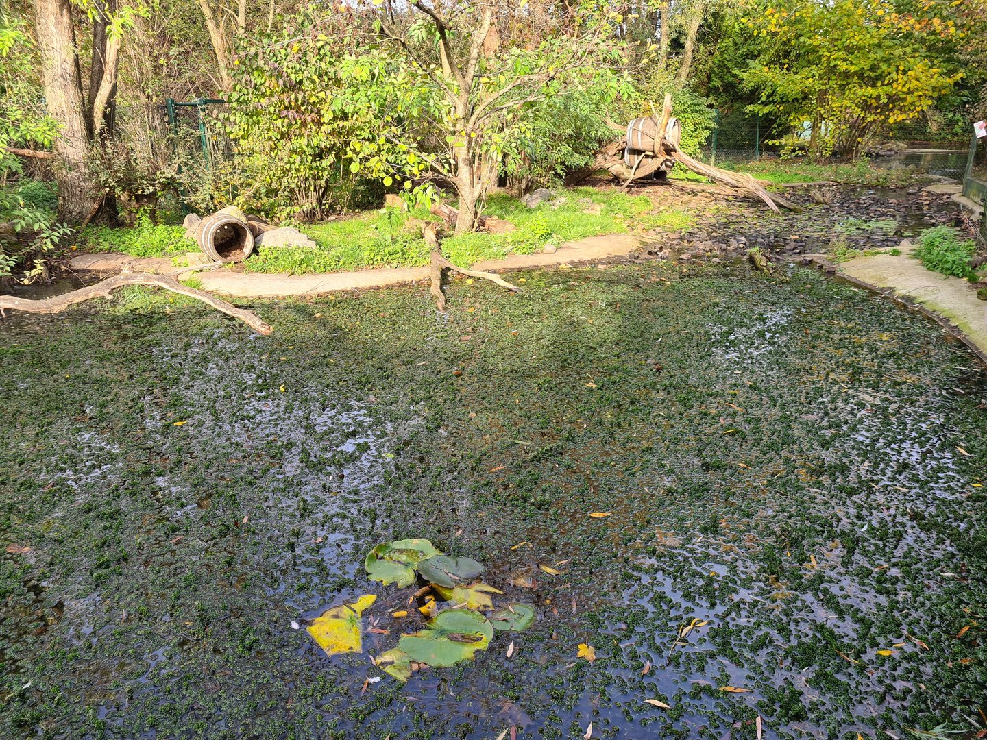 Raccoon and skunk enclosure