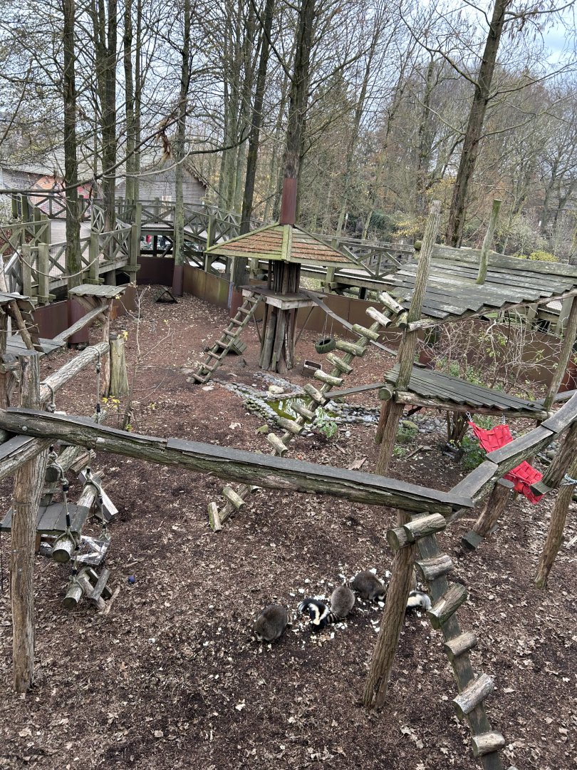 Raccoon and skunk exhibit