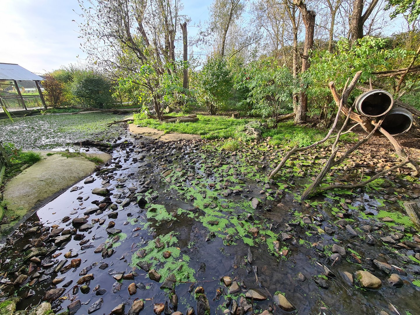 Raccoon and skunk habitat (river area)