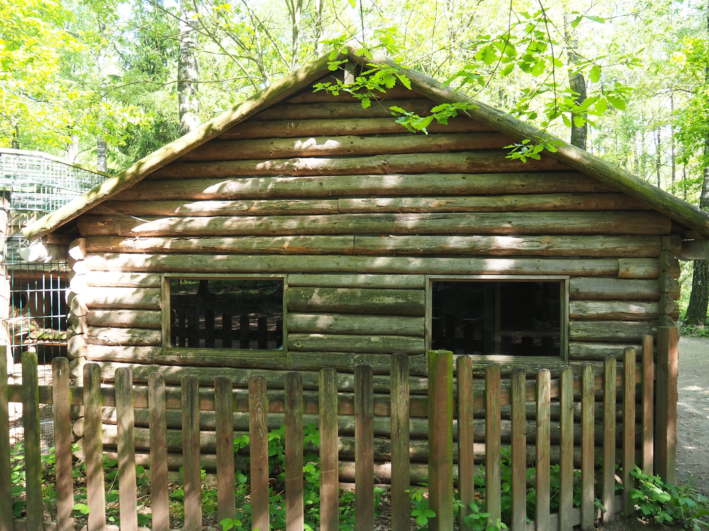 Raccoon and striped skunk barn, 2023-05-19