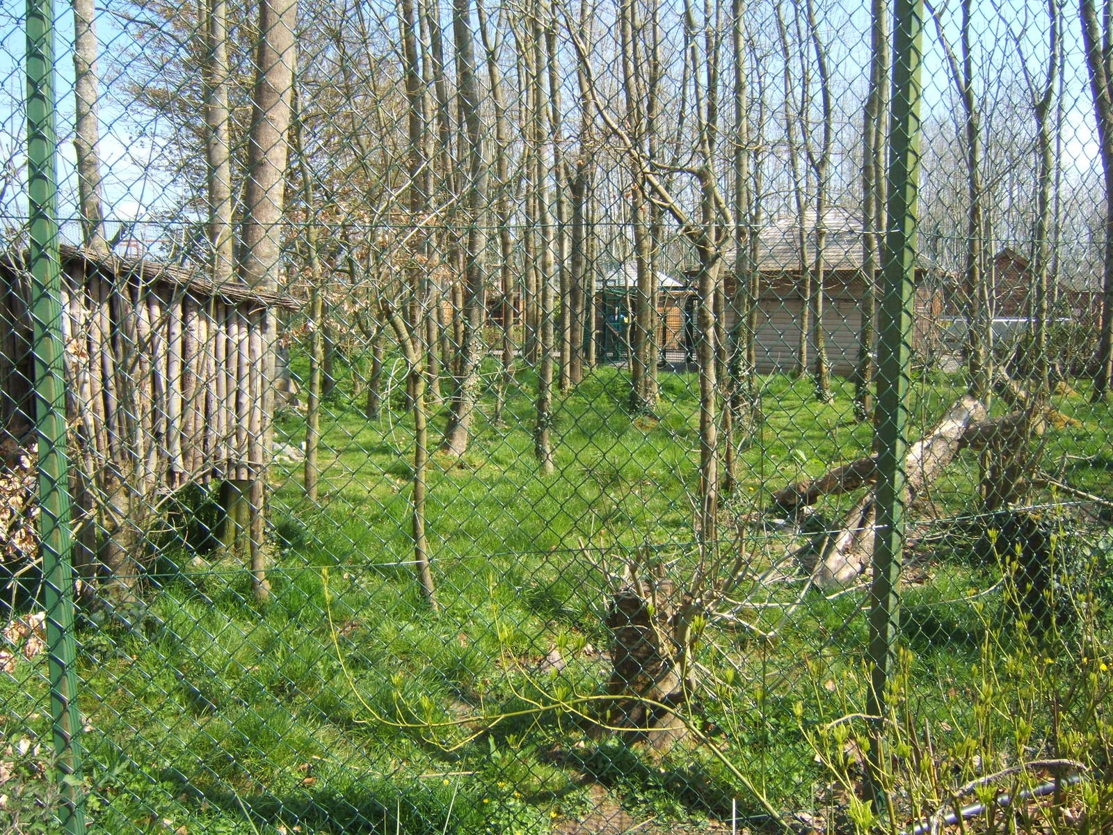 Raccoon and Striped Skunk enclosure