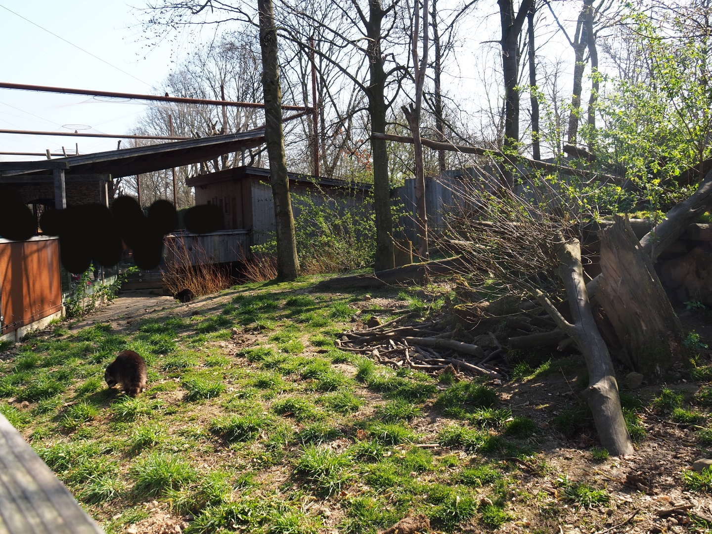 Raccoon and striped skunk exhibit, 2019-03-30
