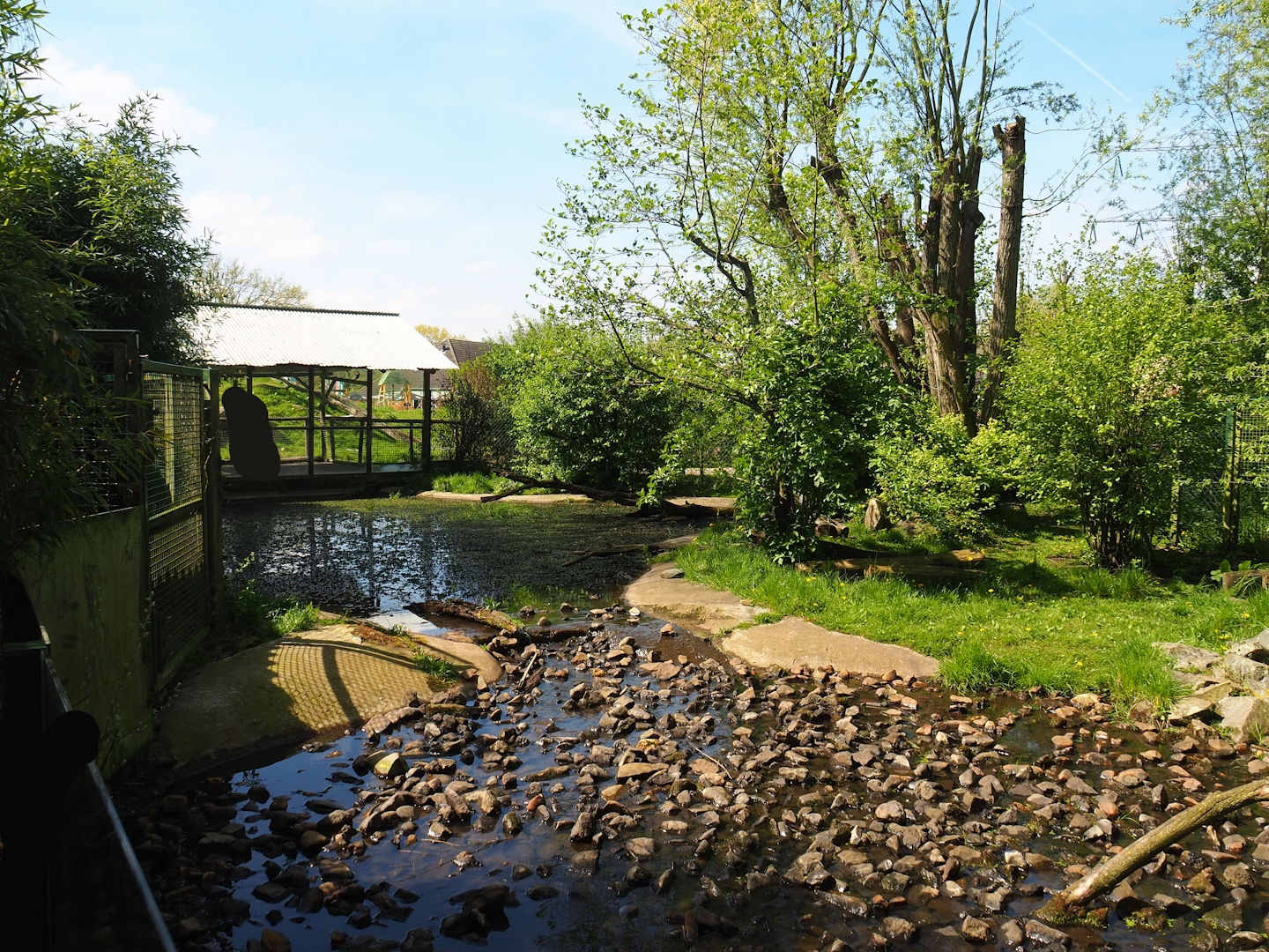 Raccoon and Striped skunk exhibit, 2023-04-30