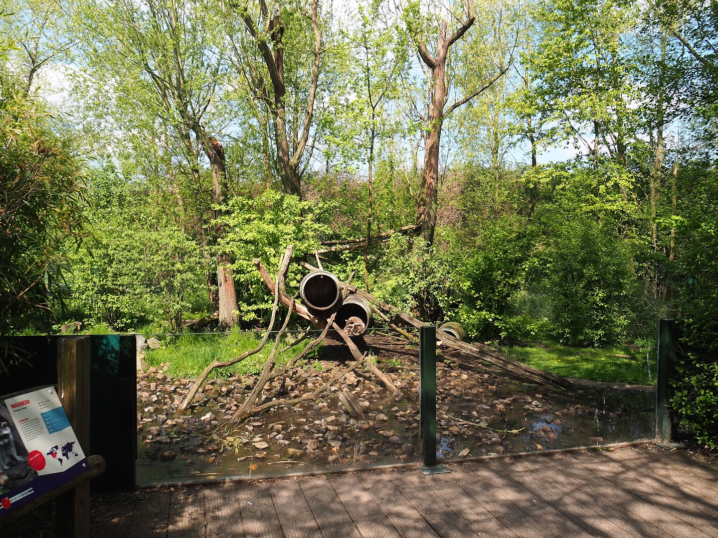 Raccoon and Striped skunk exhibit, 2023-04-30