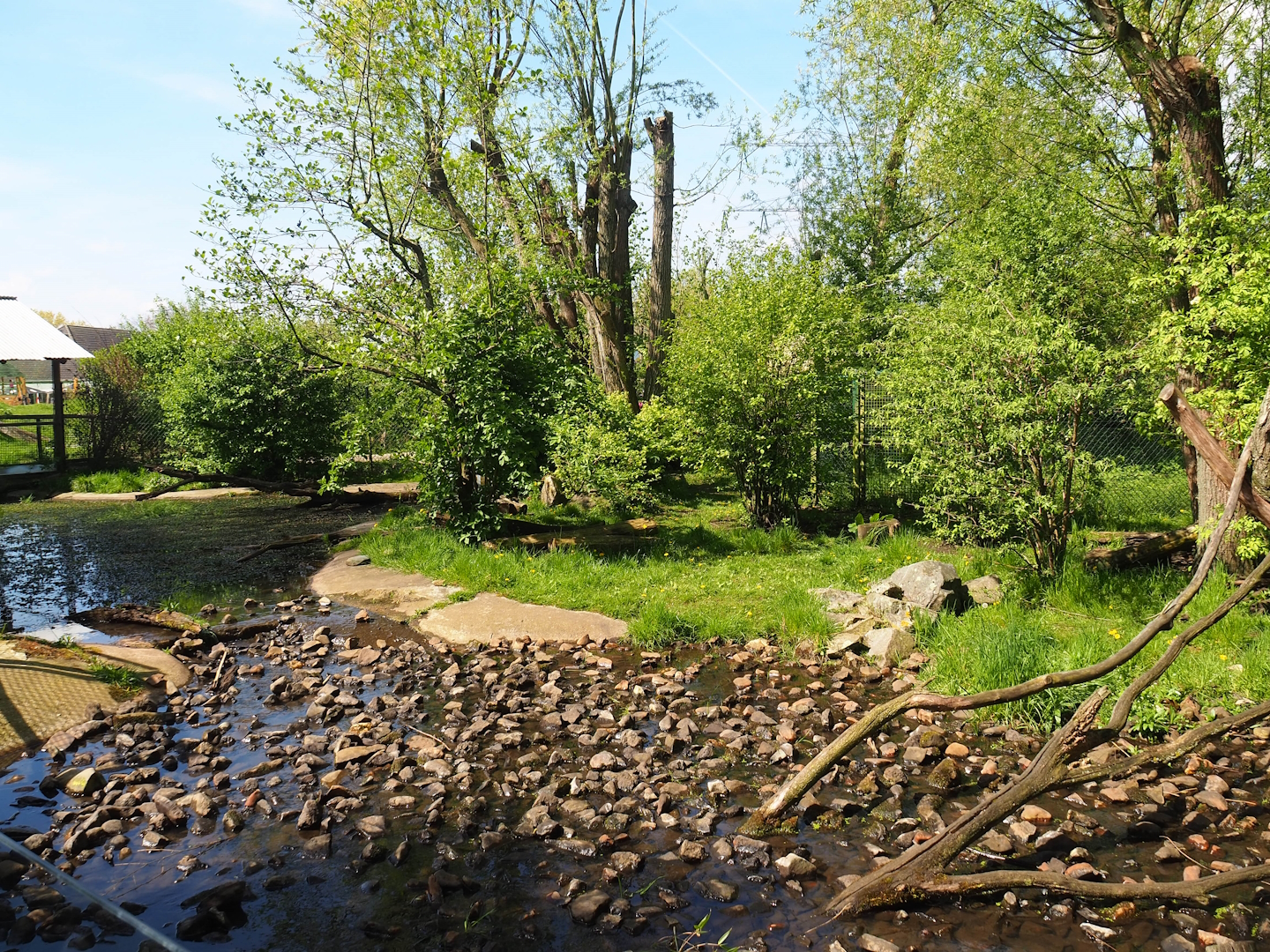 Raccoon and Striped skunk exhibit, 2023-04-30