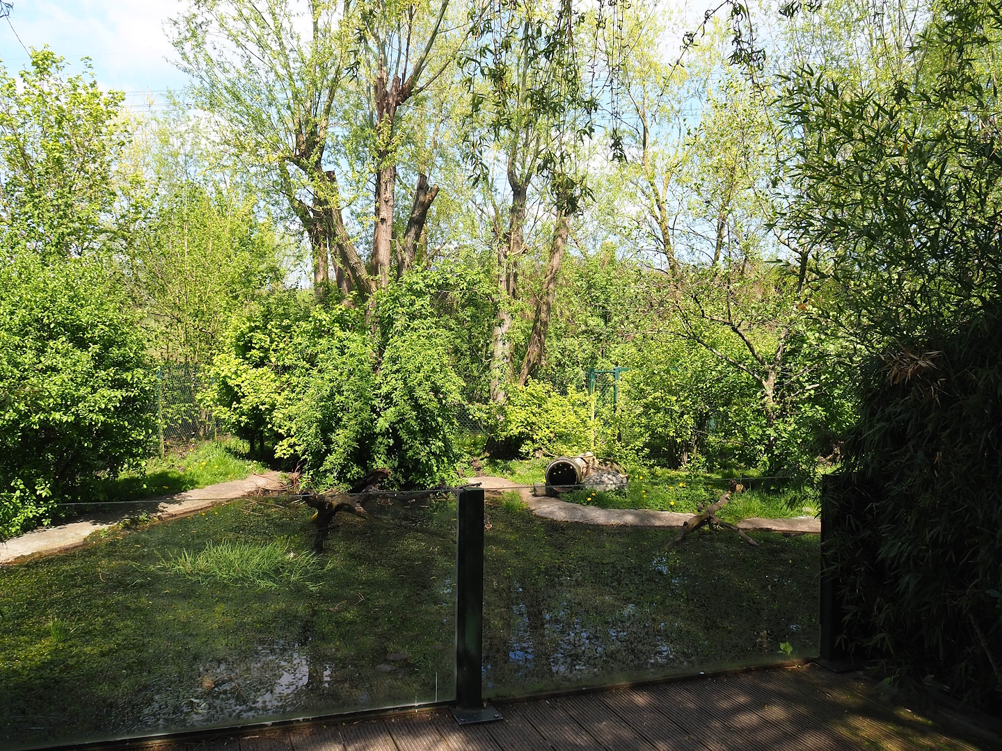 Raccoon and Striped skunk exhibit, 2023-04-30