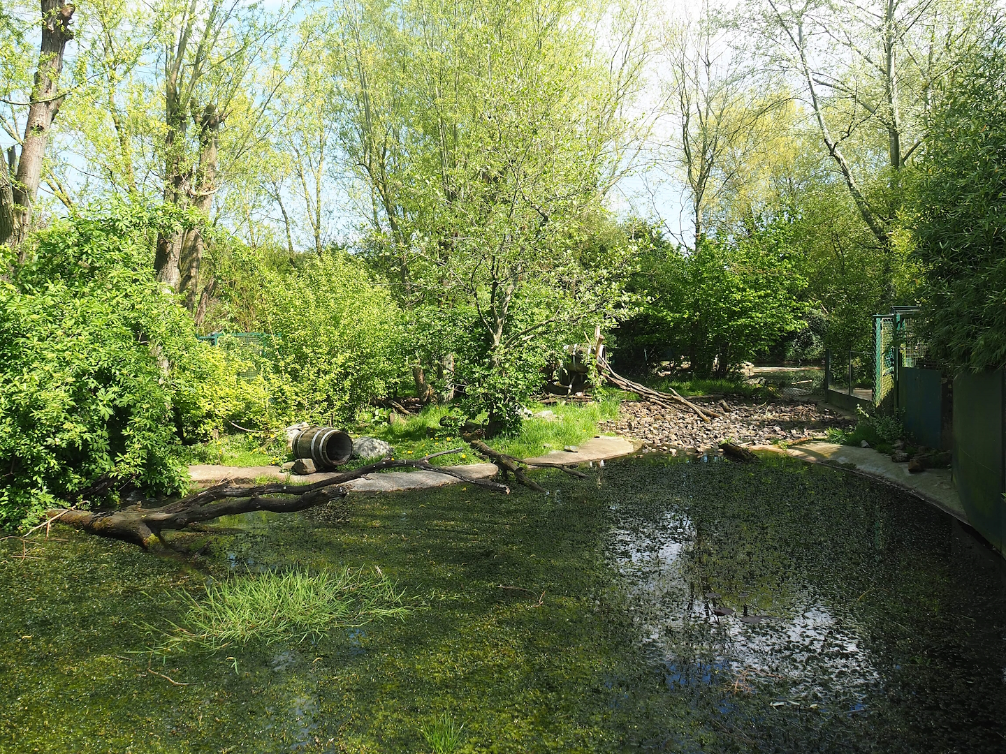 Raccoon and Striped skunk exhibit, 2023-04-30