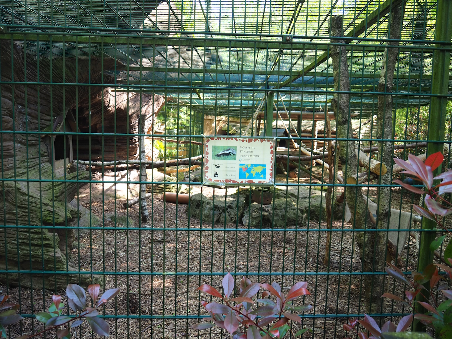 Raccoon and striped skunk exhibit, 2023-05-19