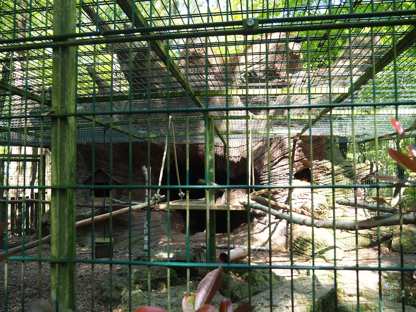 Raccoon and striped skunk exhibit, 2023-05-19