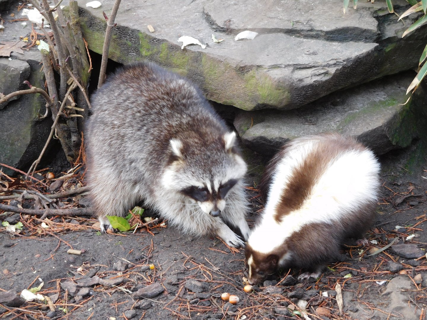Raccoon and striped skunk