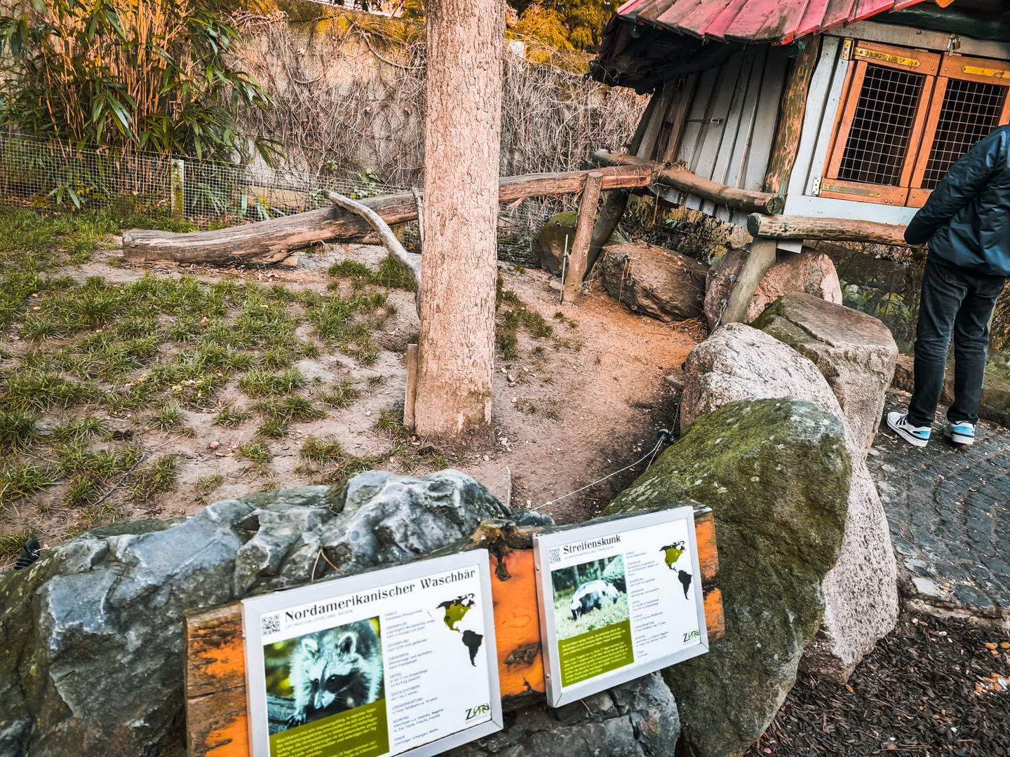 Raccoon and Striped Skunk