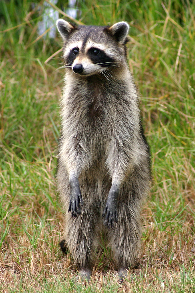 Raccoon at Fort De Soto, Fl.
