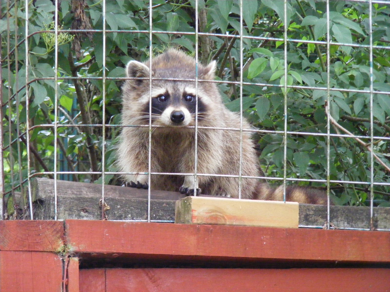 Raccoon at Gentleshaw Wildlife Centre, 18 June 2011