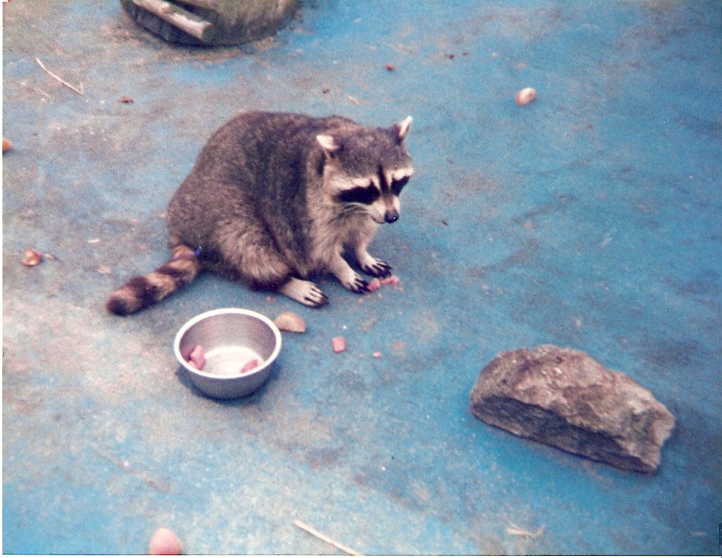 Raccoon at Mr. Marvel's Fun Park in Scarborough, 24 August 1986