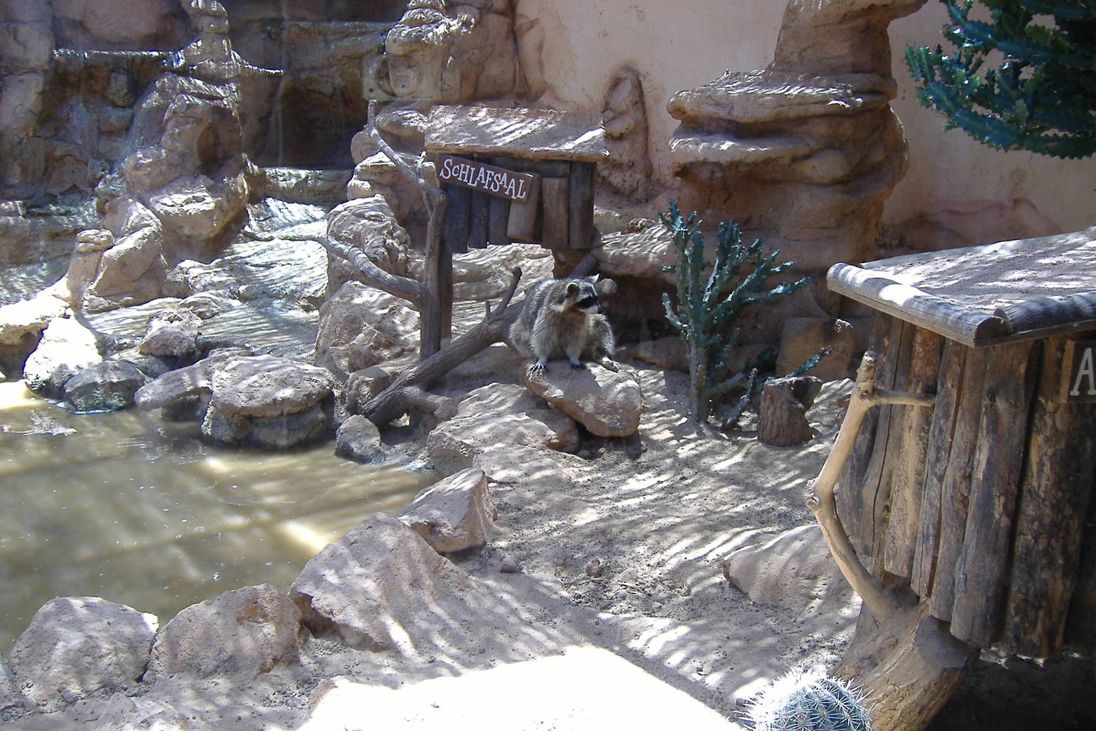 Raccoon at Rancho Texas Park, Lanzarote, 29 April 2007