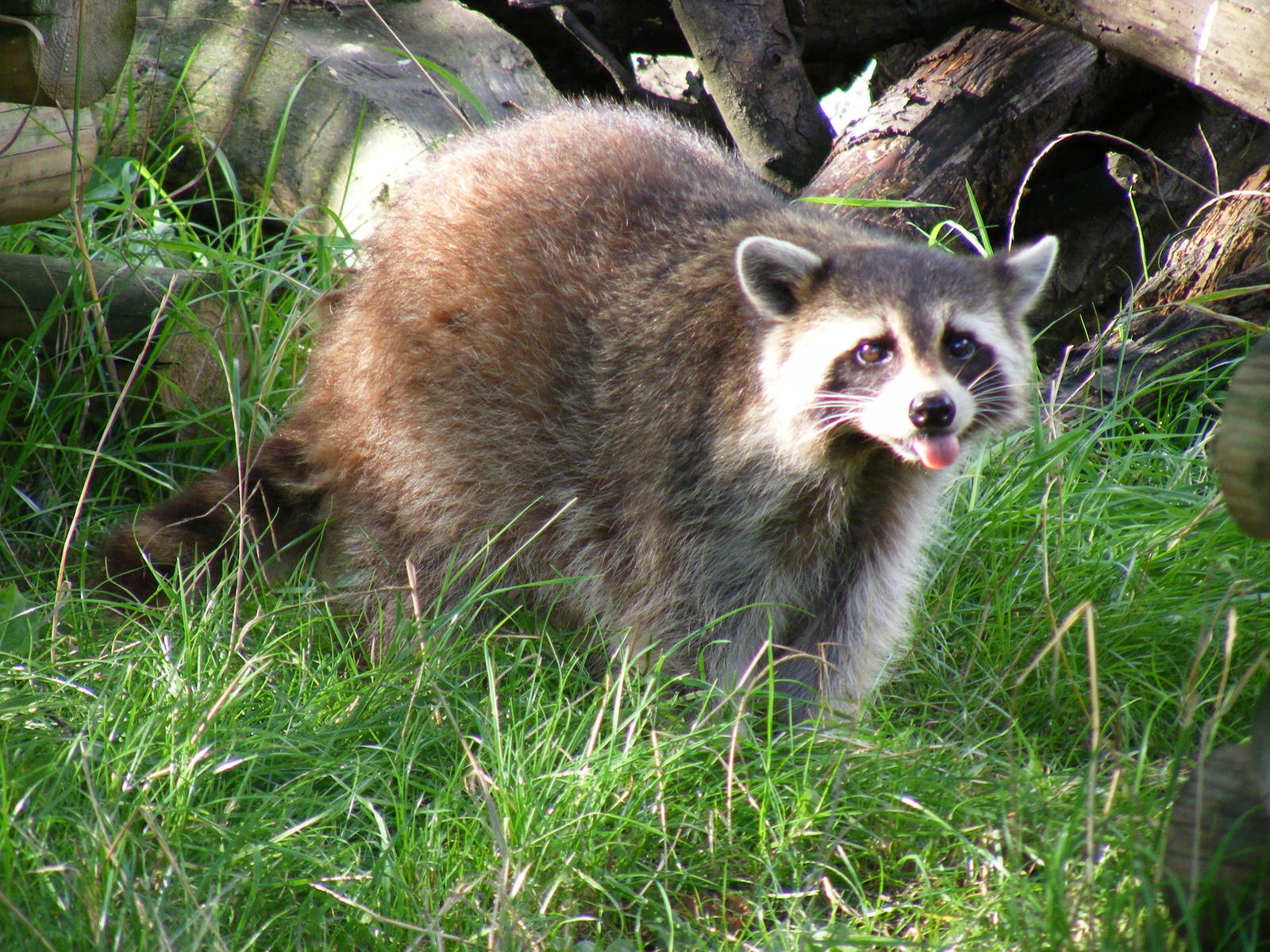Raccoon at Shepreth Wildlife Park, 12 September 2010