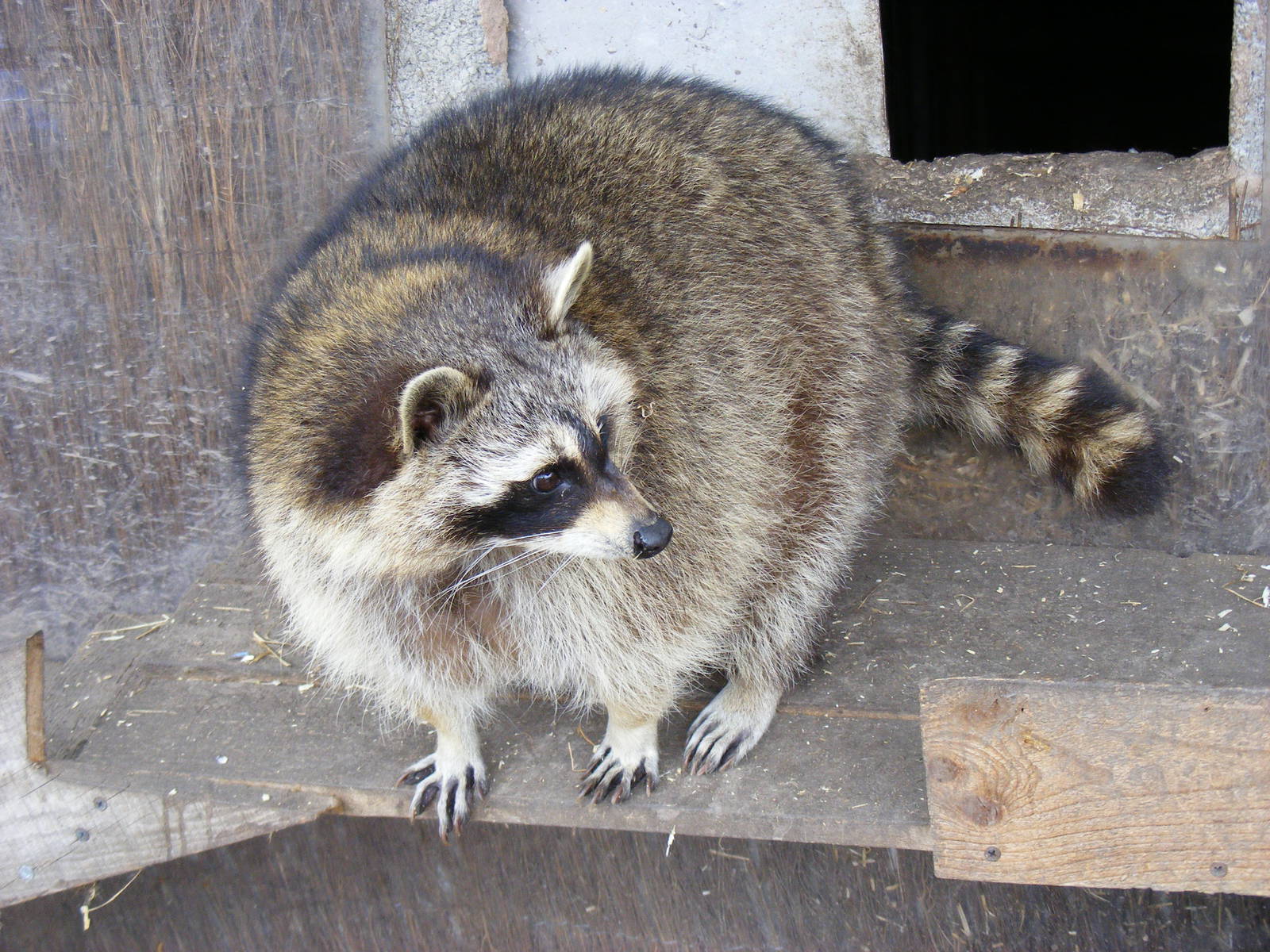 Raccoon at Wickid Pets - Animal Adventure, 29 April 2011