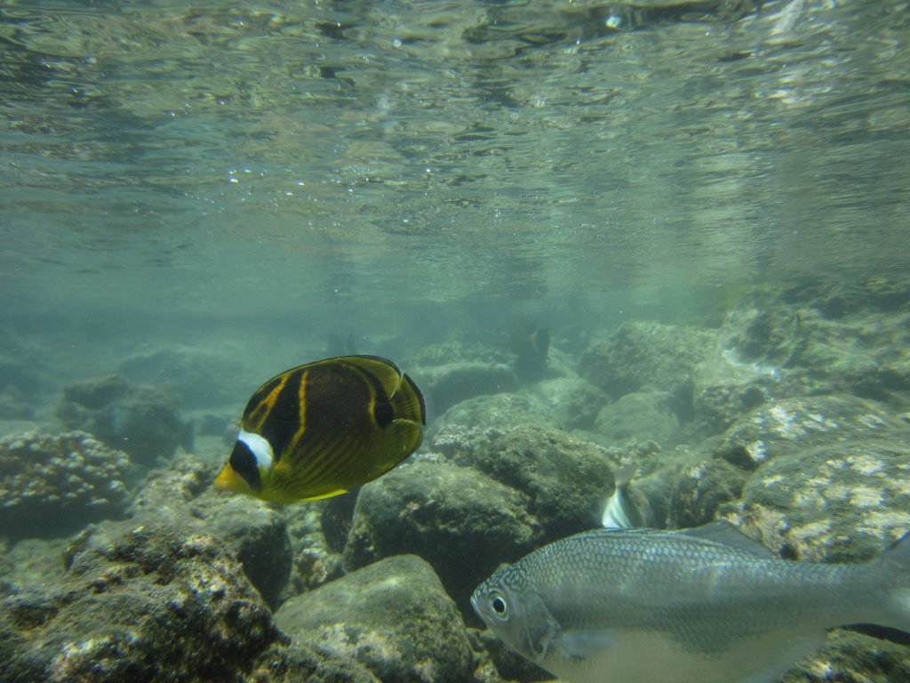Raccoon Butterflyfish and Reticulated Flagtail in outdoor tidepool