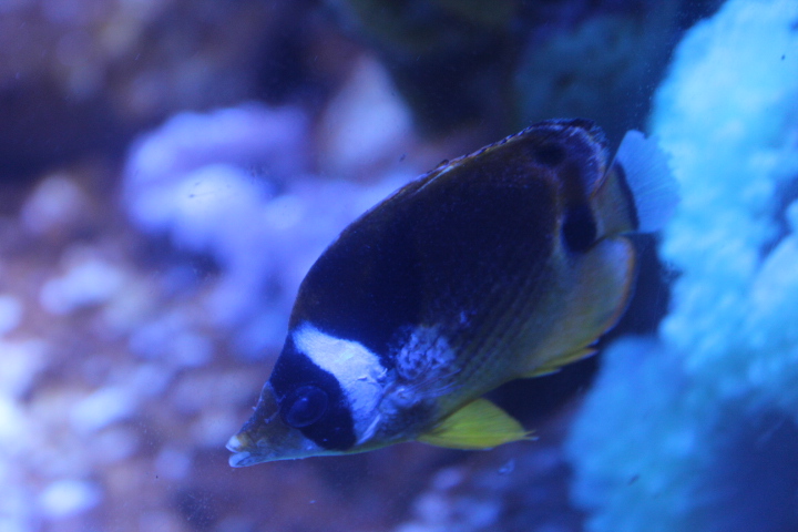 Raccoon butterflyfish (Chaetodon lunula) - BXSea
