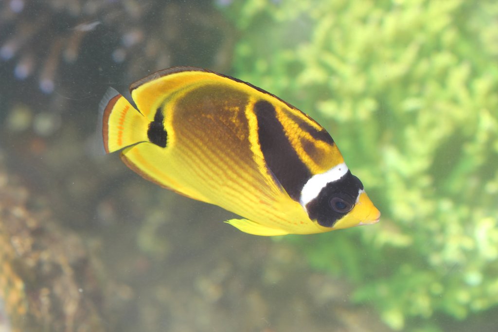 Raccoon Butterflyfish (Chaetodon lunula)