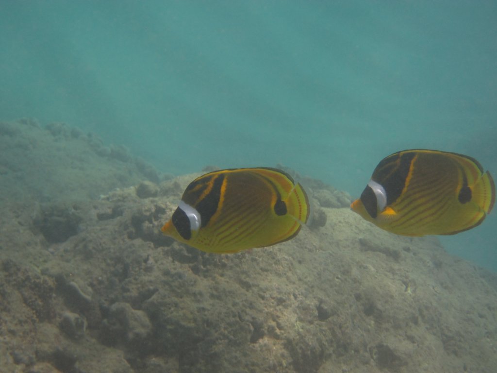 Raccoon Butterflyfish (Chaetodon lunula)