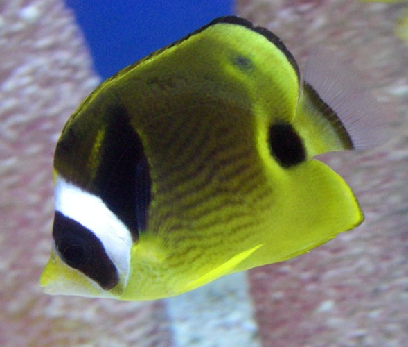 Raccoon Butterflyfish (Chaetodon lunula)
