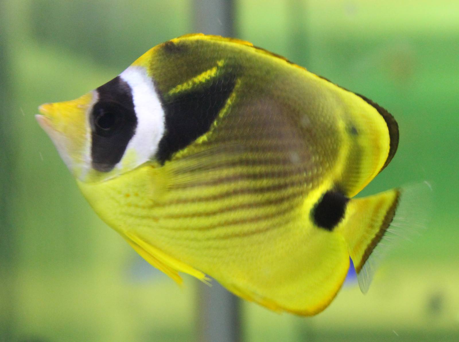 Raccoon butterflyfish - Chaetodon lunula
