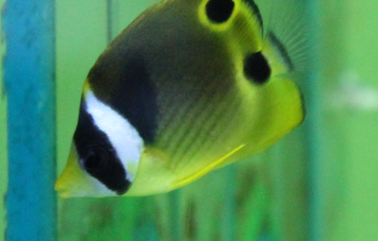 Raccoon butterflyfish - Chaetodon lunula