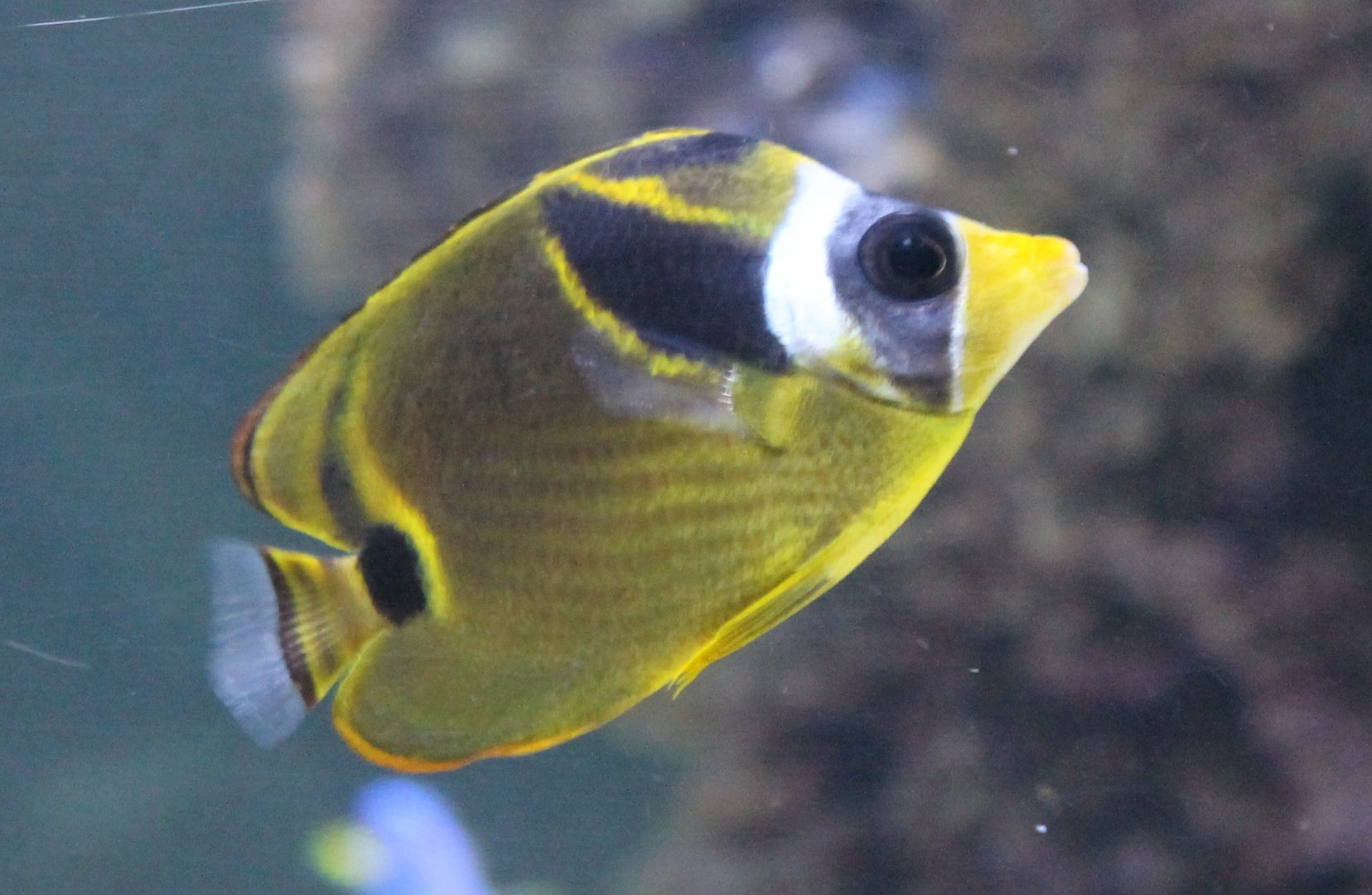 Raccoon butterflyfish - Chaetodon lunula