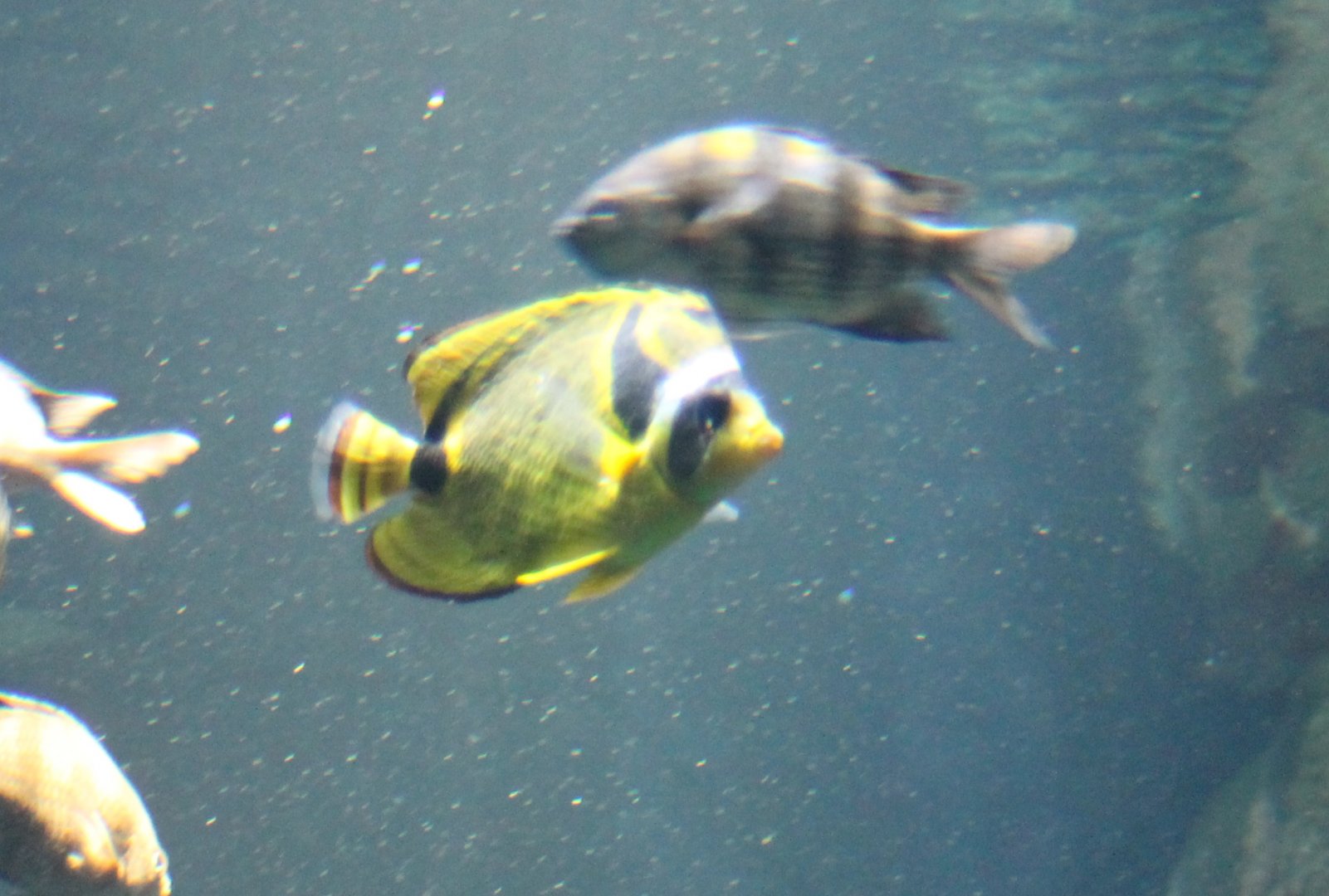 Raccoon butterflyfish - Chaetodon lunula