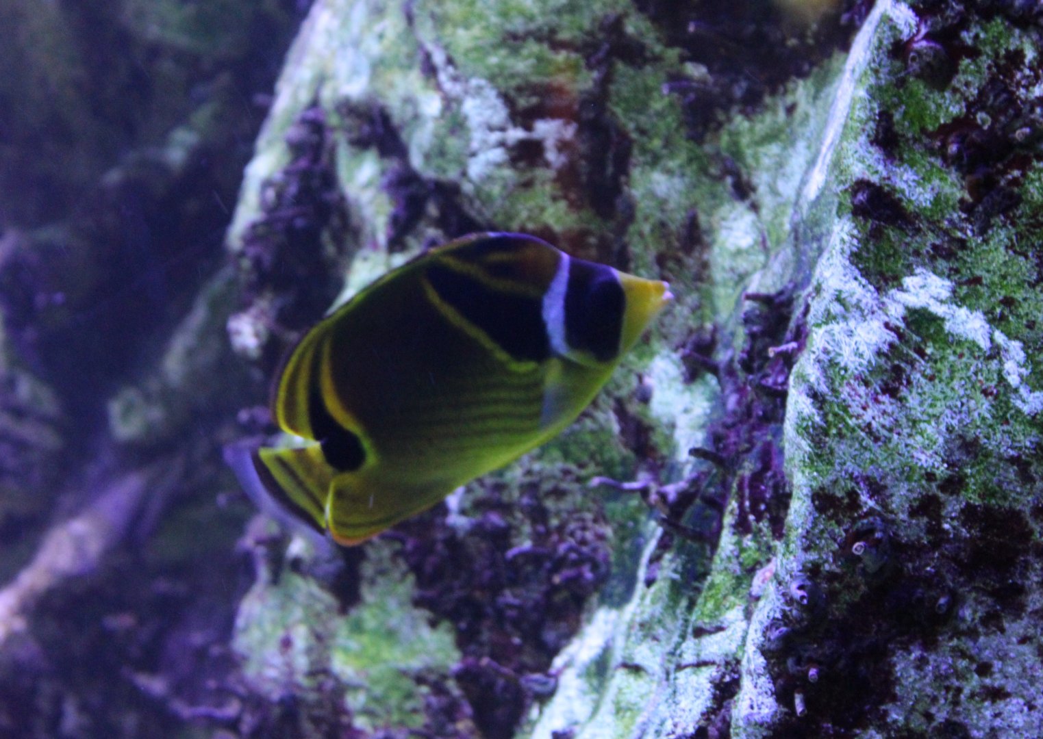 Raccoon butterflyfish - Chaetodon lunula