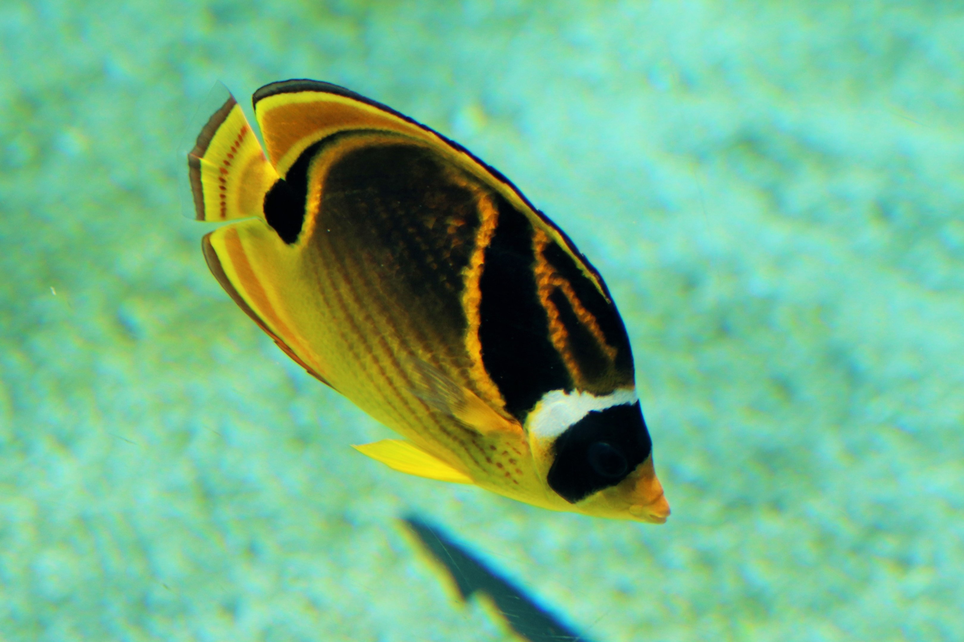 Raccoon Butterflyfish (Chaetodon lunula)
