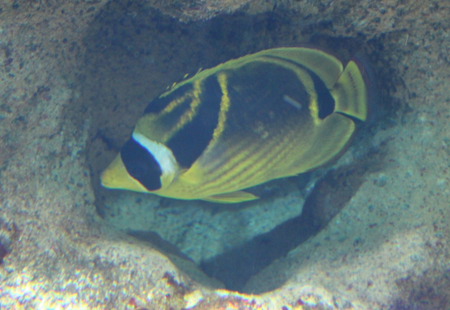 Raccoon butterflyfish - Chaetodon lunula