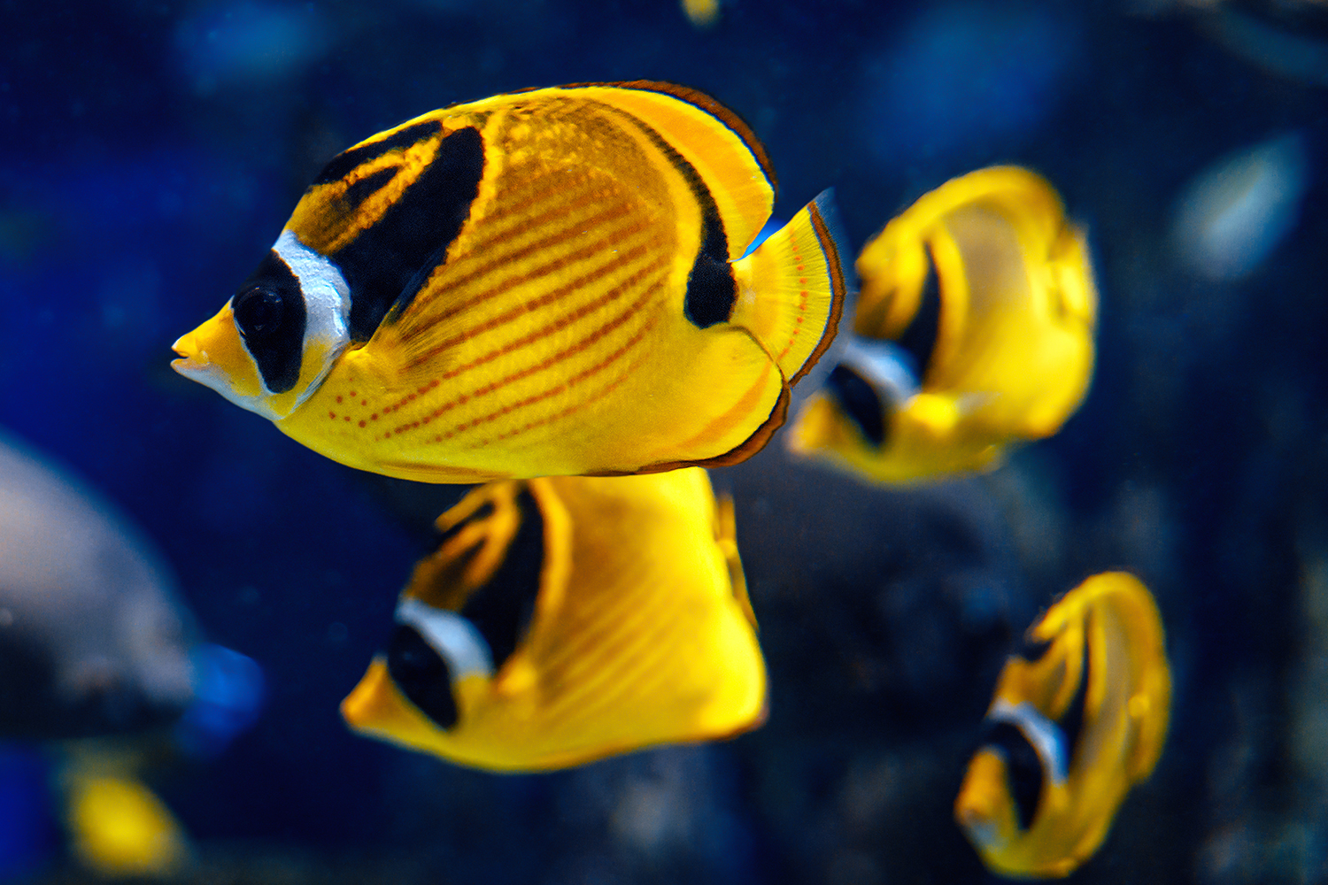 Raccoon butterflyfish (Chaetodon lunula)
