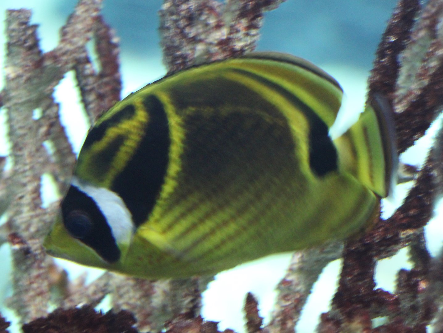Raccoon butterflyfish - Chaetodon lunula