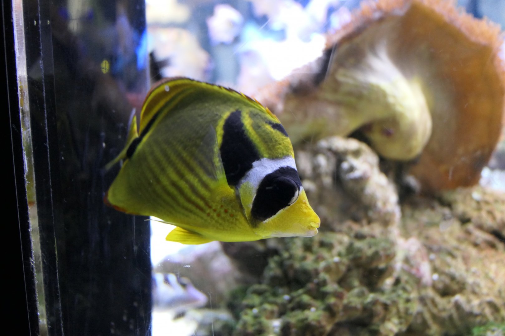 Raccoon Butterflyfish (Chaetodon lunula)