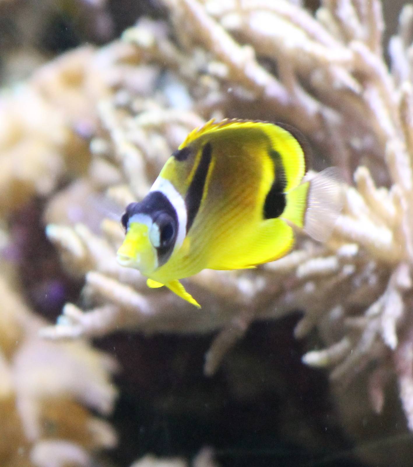 Raccoon butterflyfish