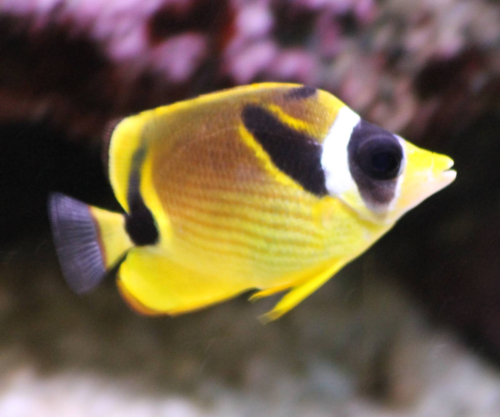 Raccoon butterflyfish