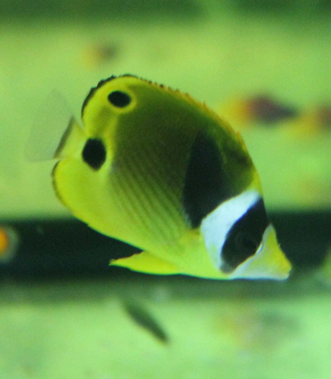 Raccoon butterflyfish