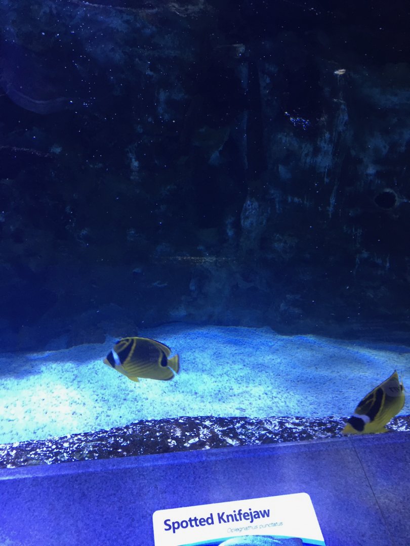 Raccoon Butterflyfish