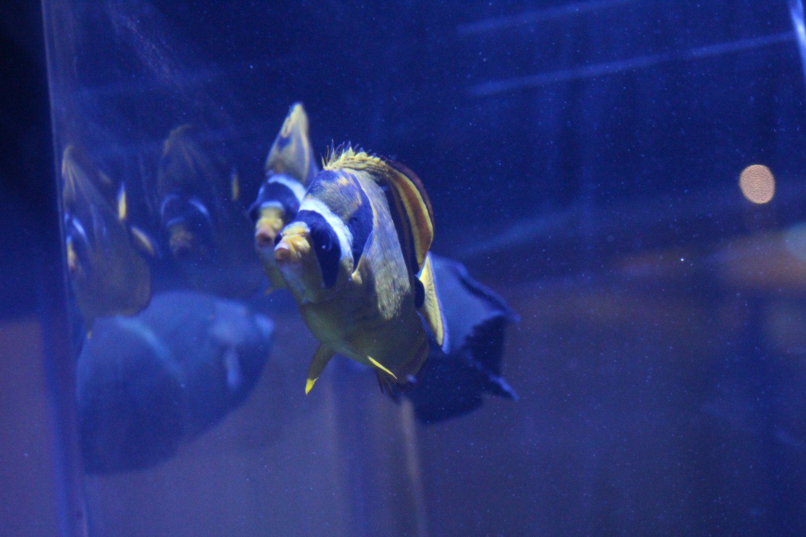 Raccoon Butterflyfish